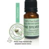 Essential oil PINE SYLVESTRIS